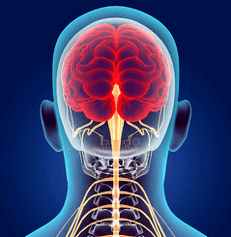 illustration des canaux nerveux de la colonne cervicale